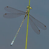 Insects